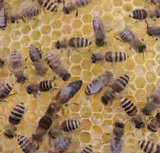 中蜂人工分蜂技术视频怎么操作？-图3