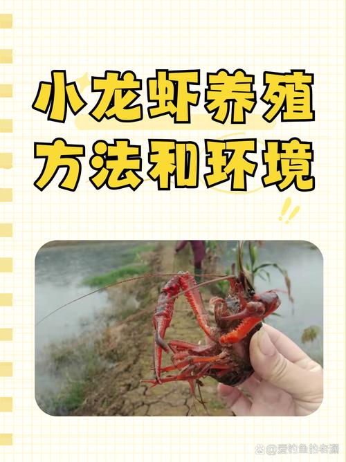 家庭小龙虾养殖技术要点有哪些？-图1
