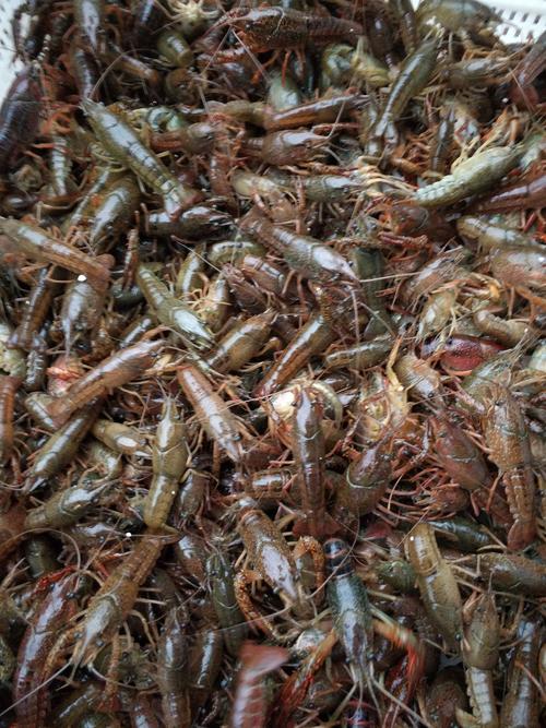 家庭小龙虾养殖技术要点有哪些？-图2