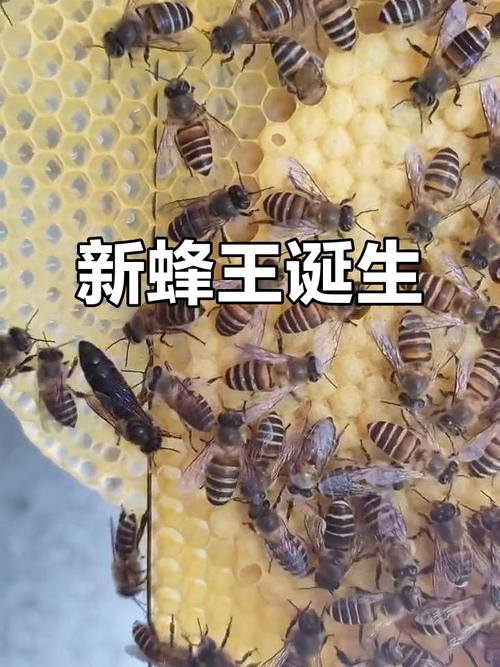 中蜂换王技术视频有哪些要点？-图2
