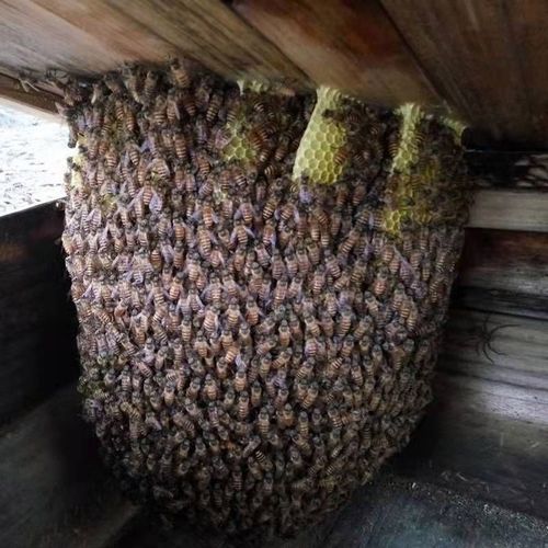 中蜂换王技术视频有哪些要点？-图3