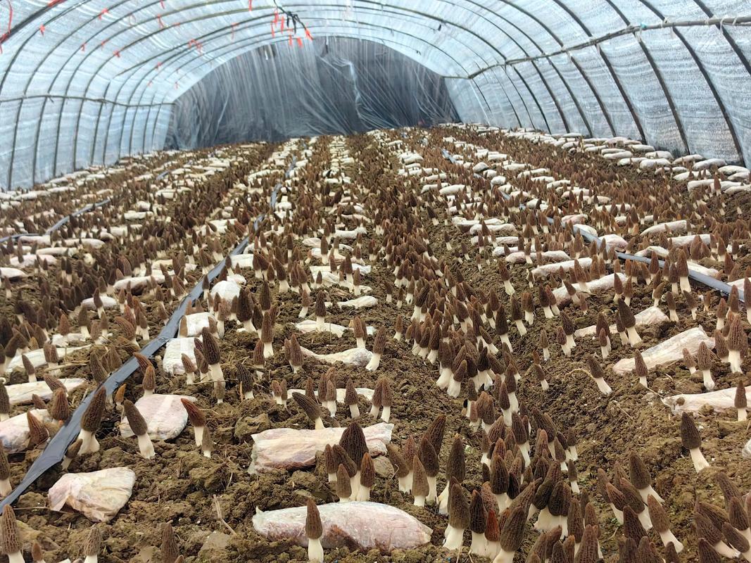 羊肚菌种植技术难点有哪些？-图1