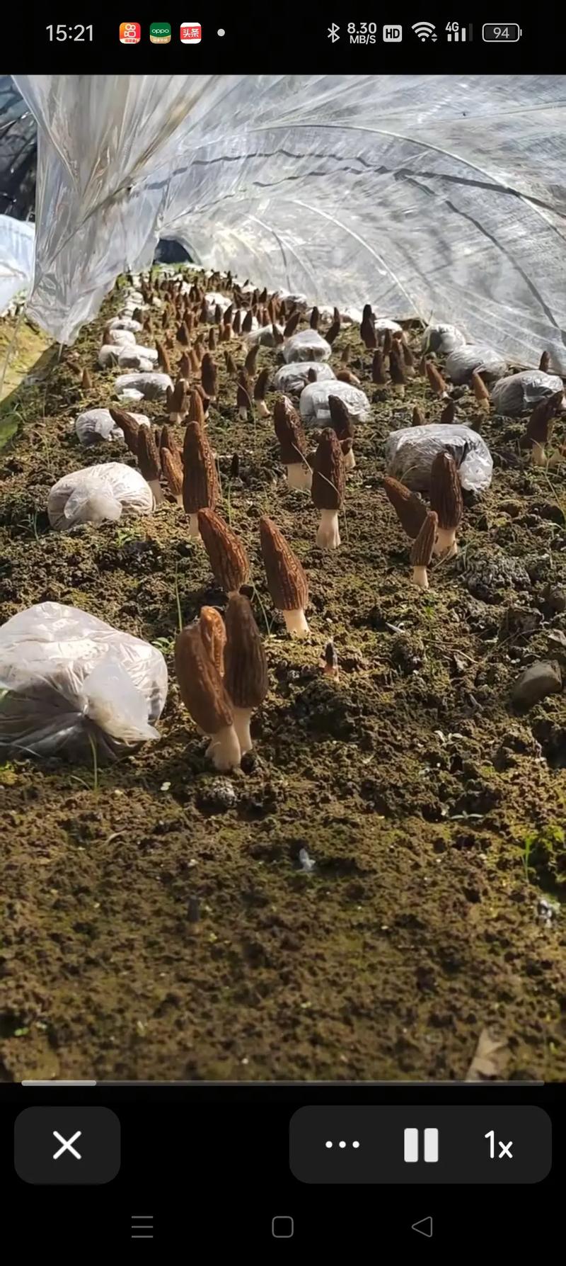 羊肚菌种植技术难点有哪些？-图2