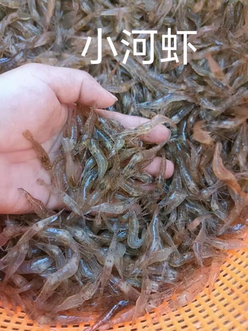 河虾价格最新行情怎么样？-图3