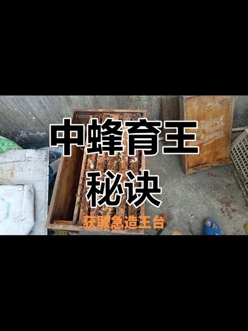 中蜂育王视频全集，如何系统掌握核心技术？-图1