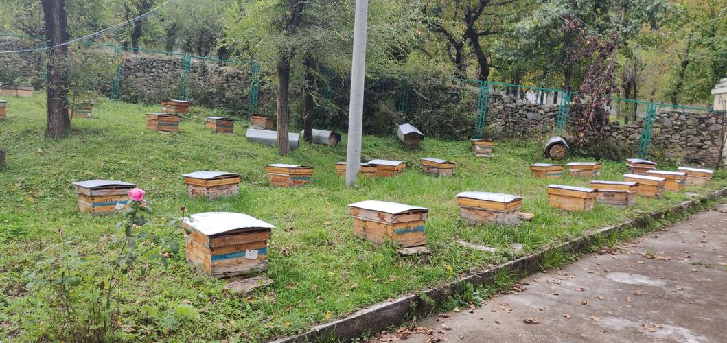 中蜂育王视频全集，如何系统掌握核心技术？-图2