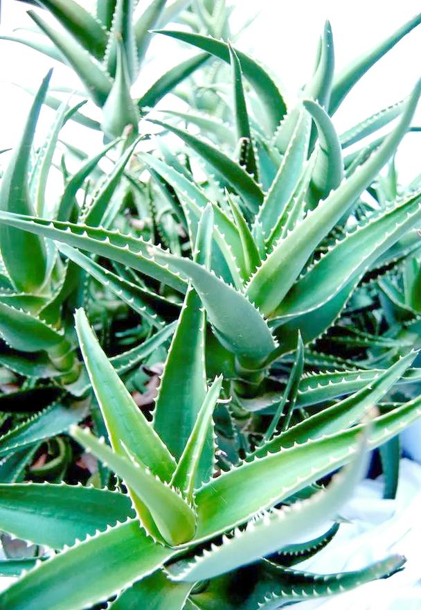 美容芦荟有哪些品种？附图片对比？-图3