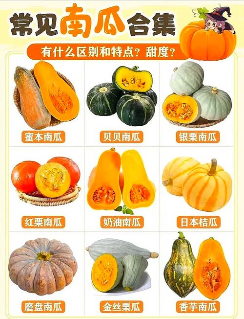 南瓜什么品种最香甜软糯？-图3