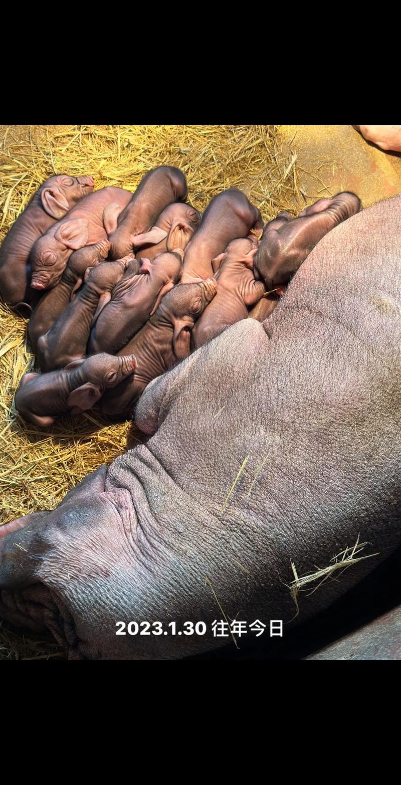 哪些母猪品种产仔数最多？-图2