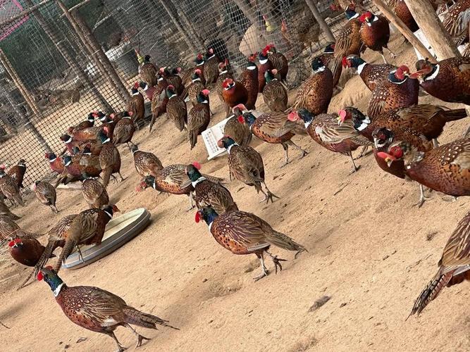 七彩山鸡养殖技术要点有哪些？-图1