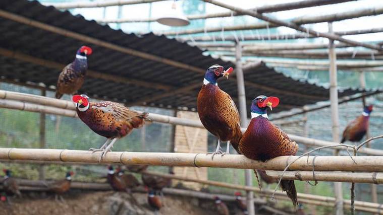 七彩山鸡养殖技术要点有哪些？-图2