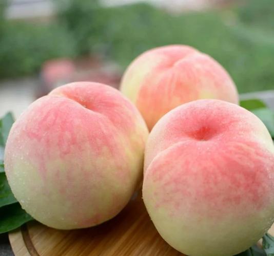 白色桃子是什么品种？-图1