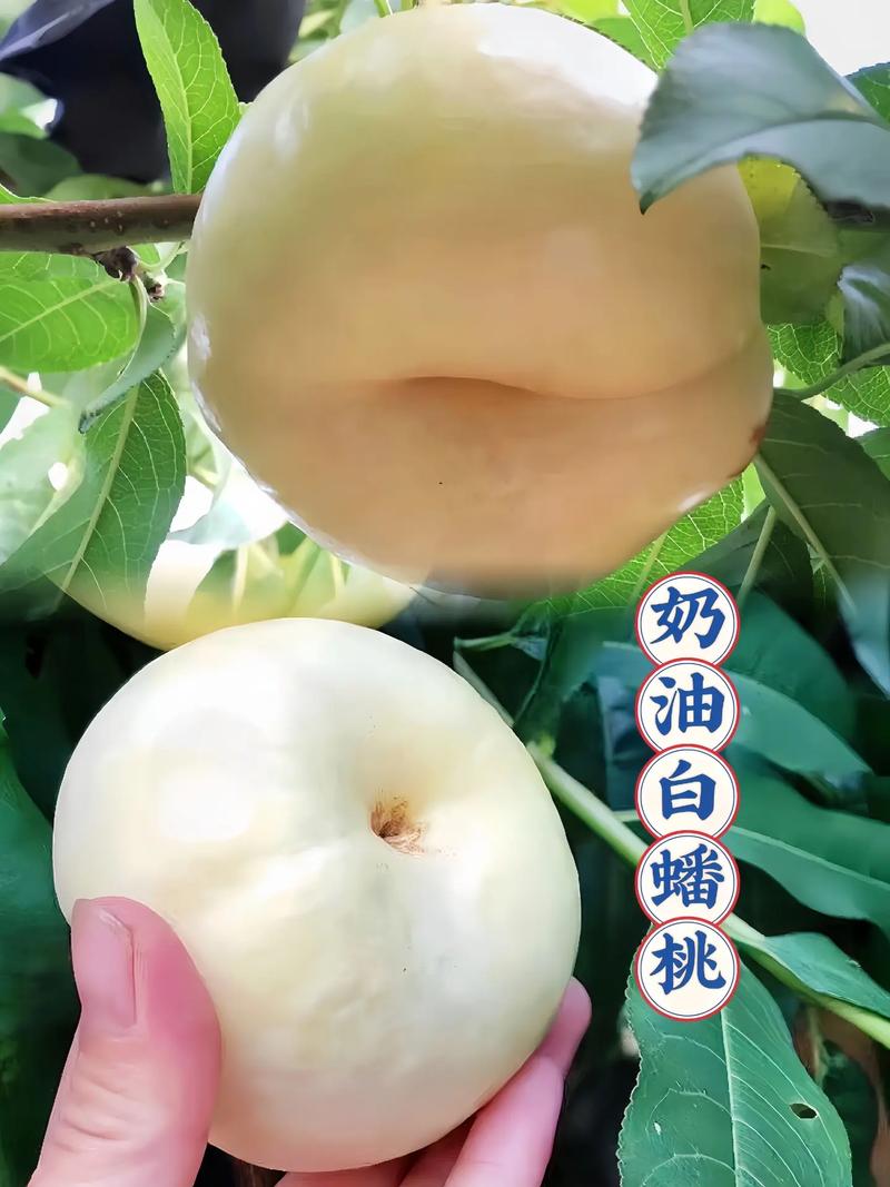 白色桃子是什么品种？-图2