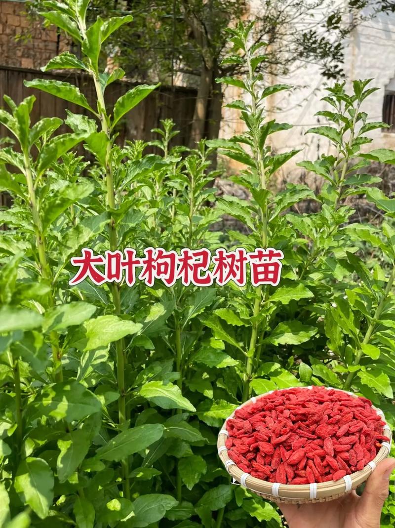 枸杞子苗怎么种植技术-图1