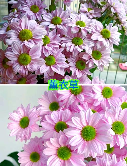 雏菊有哪些常见品种？-图2