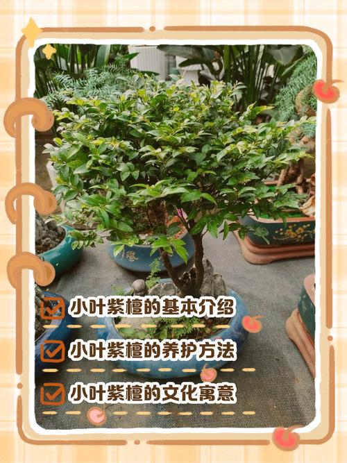 小叶紫檀种植技术有哪些关键点？-图2