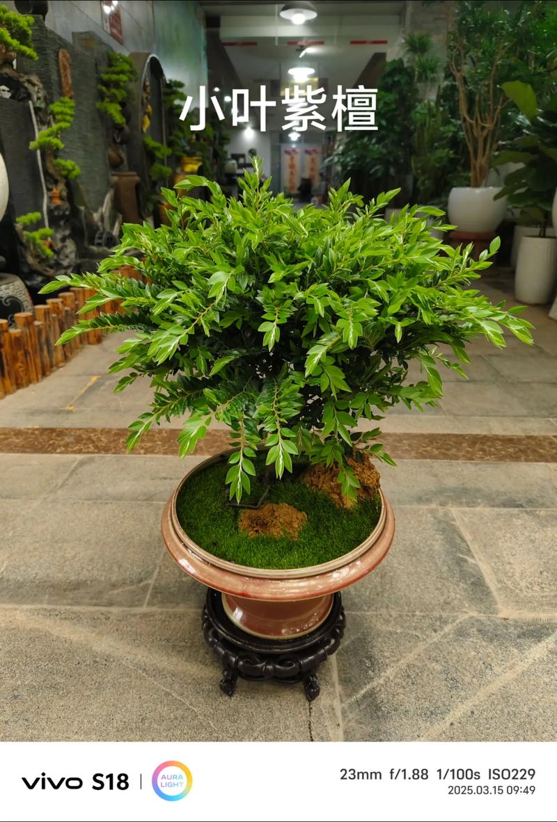 小叶紫檀种植技术有哪些关键点？-图1