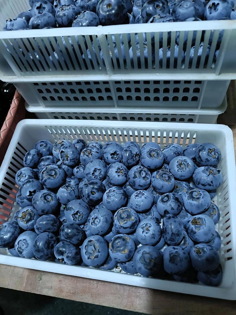 南方适合种哪些蓝莓品种？-图3