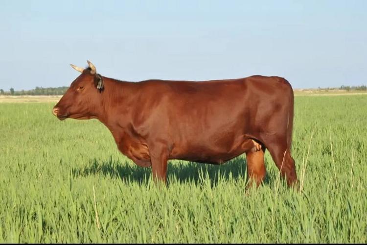 中国最好的牛品种是哪种？-图3