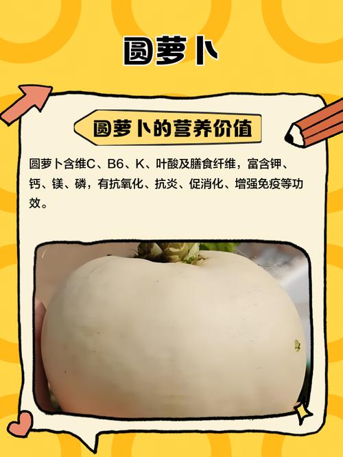 圆罗卜何时种？关键技术有哪些？-图2