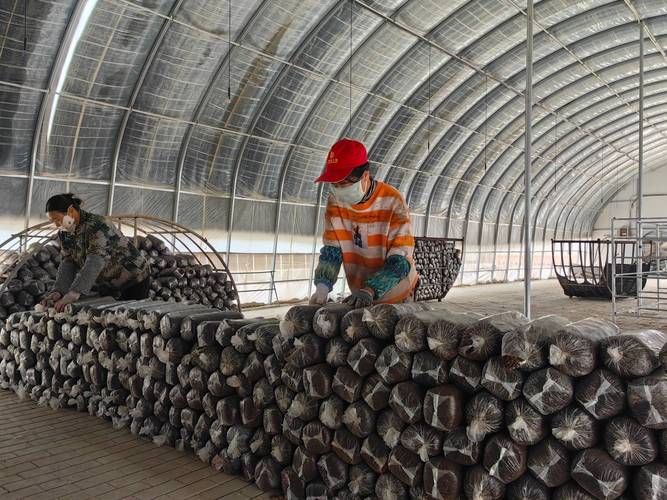 高温平菇栽培技术视频，如何掌握关键要点？-图2