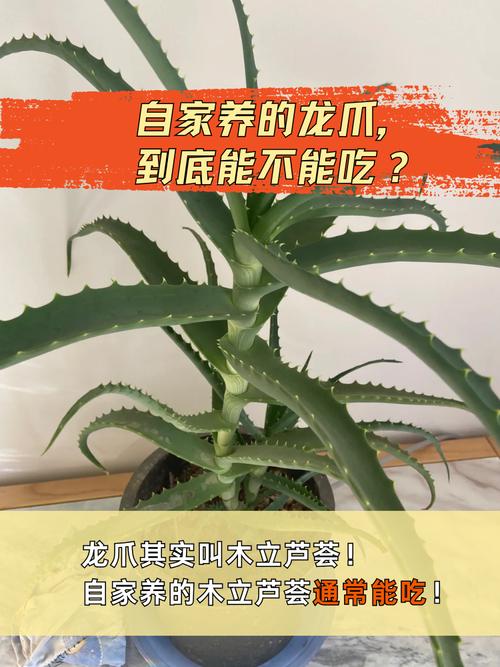 哪些芦荟品种能吃？附图片。-图2