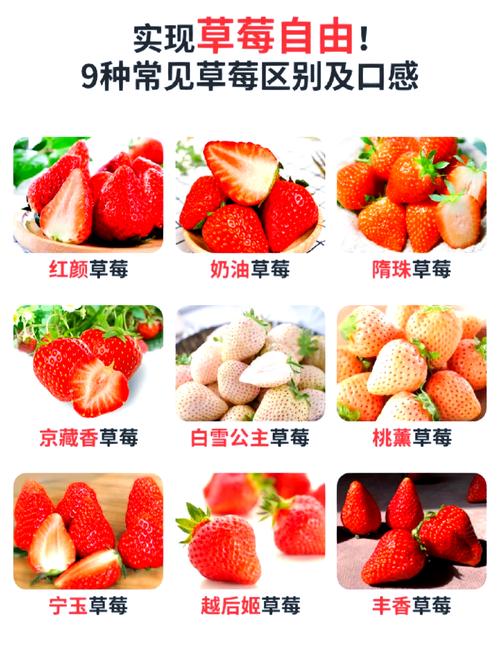 哪种草莓品种最好吃？-图1