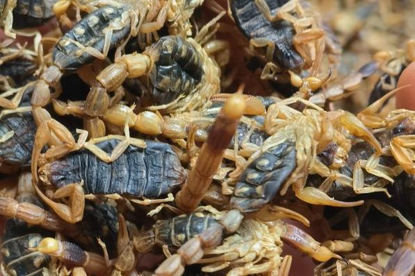 全蝎最新价格行情是多少？-图2