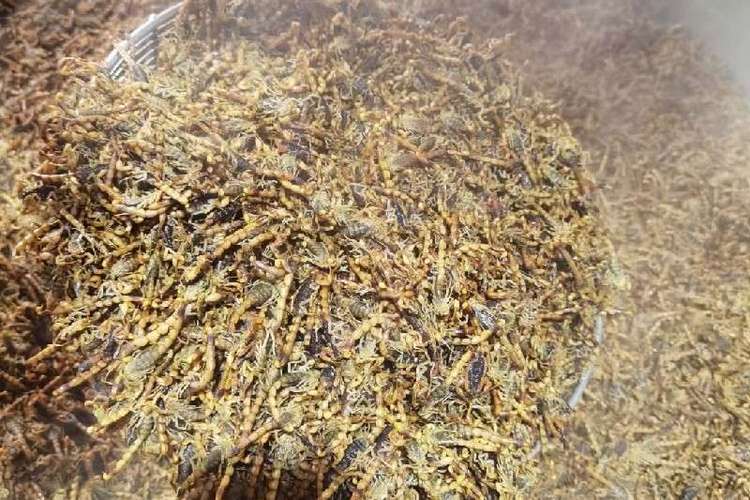 全蝎最新价格行情是多少？-图1