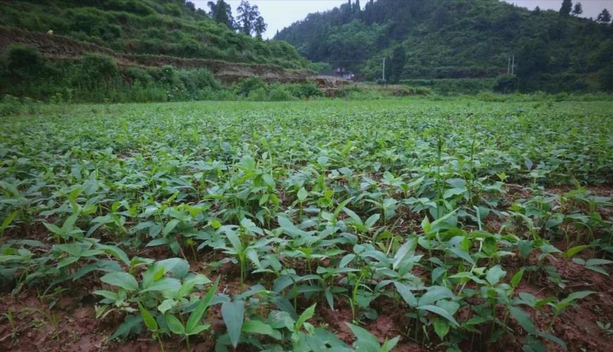 半夏种植收益如何？技术要点有哪些？-图1