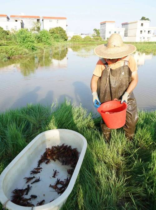 龙虾养殖技术有哪些关键点？-图1