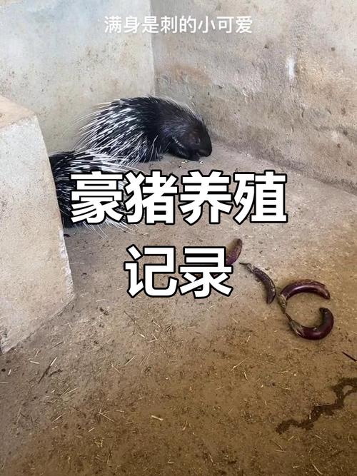豪猪养殖技术怎么学？交流平台有何干货？-图1
