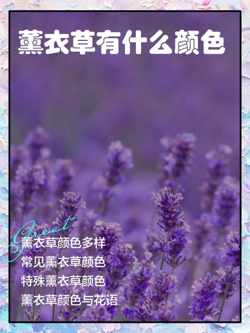 薰衣草品种有哪些？附图片详解。-图1
