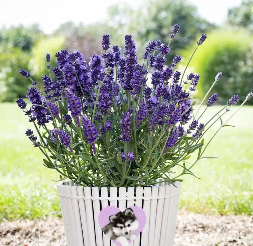 薰衣草品种有哪些？附图片详解。-图2