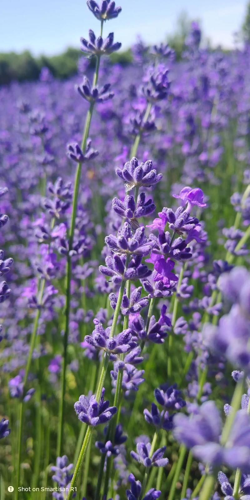 薰衣草品种有哪些？附图片详解。-图3