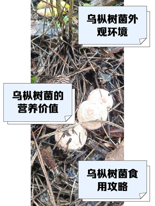 茶树菇野生种植技术如何掌握？-图3