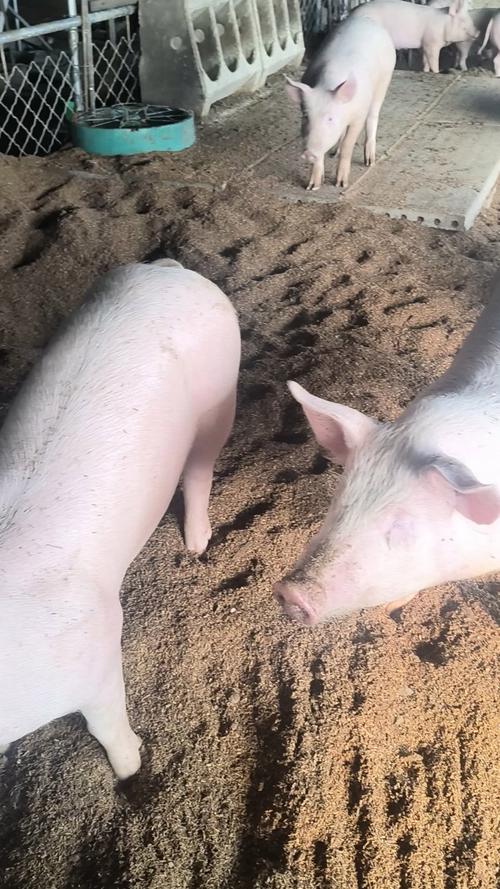 发酵床养猪技术视频，如何操作才高效？-图1