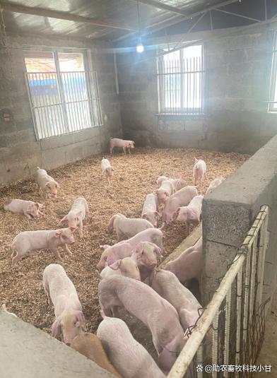 发酵床养猪技术视频，如何操作才高效？-图2