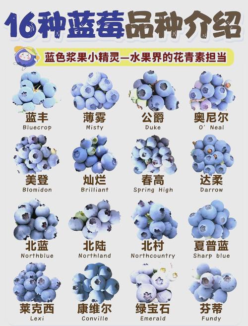 南方蓝莓哪个品种最好吃？-图2