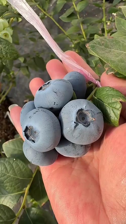南方蓝莓哪个品种最好吃？-图3