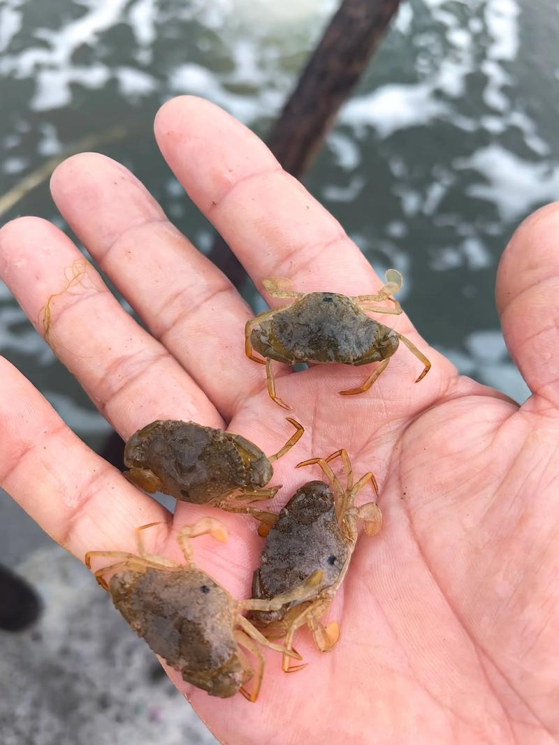 新型青蟹养殖技术视频怎么学？-图1