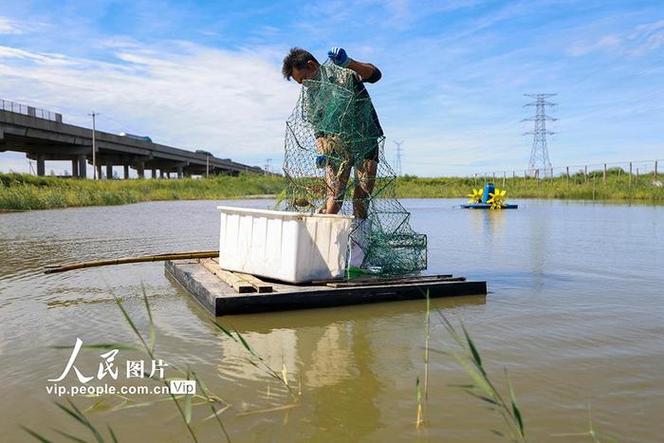 新型青蟹养殖技术视频怎么学？-图2