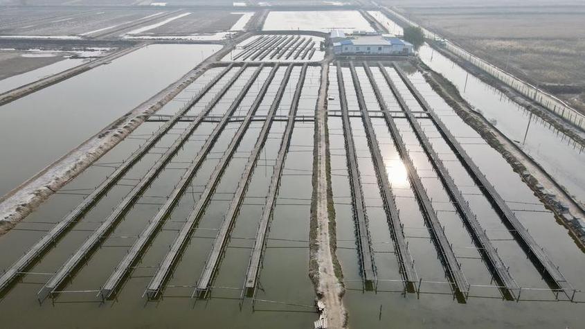 新型青蟹养殖技术视频怎么学？-图3