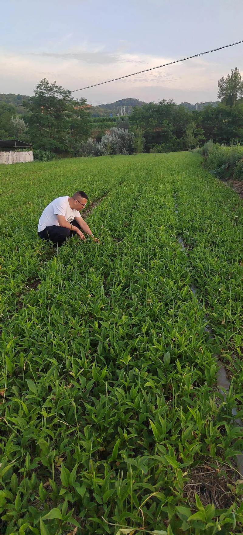 旱半夏的大棚种植技术-图1