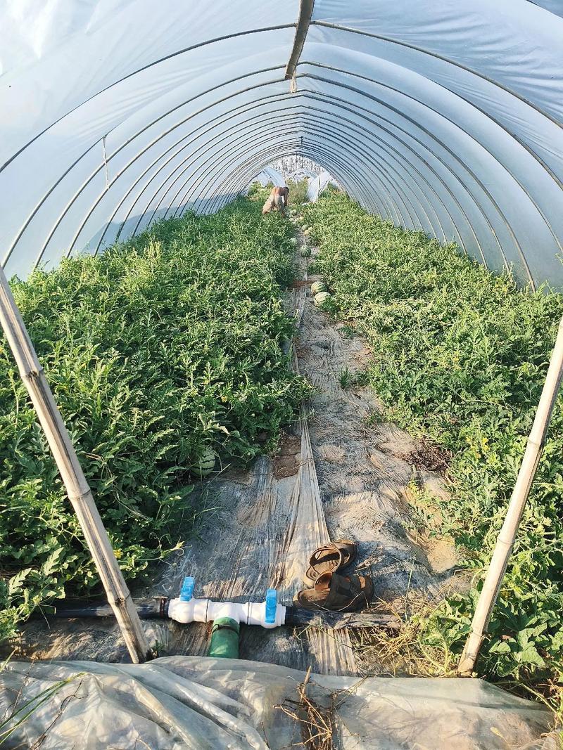 旱半夏的大棚种植技术-图2