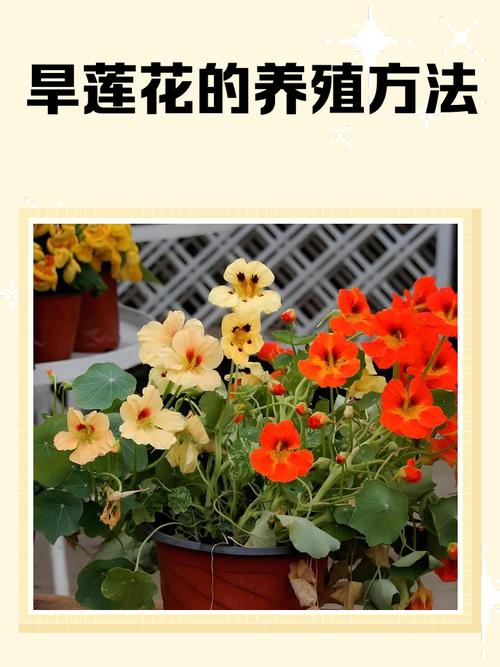 旱半夏的大棚种植技术-图3