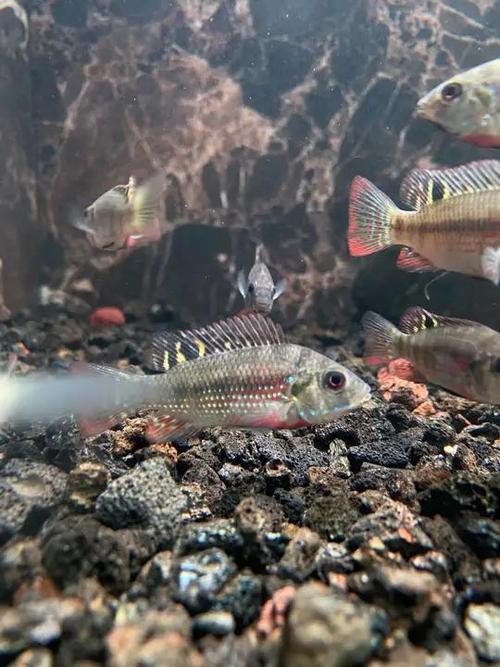 罗飞鱼鱼缸养殖技术要点有哪些？-图1