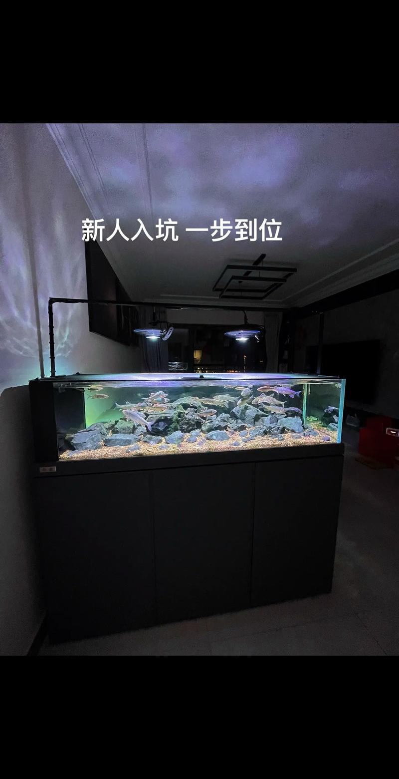 罗飞鱼鱼缸养殖技术要点有哪些？-图2