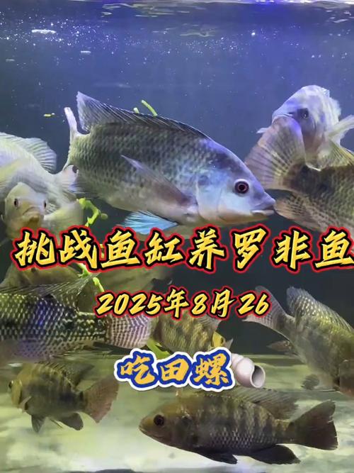 罗飞鱼鱼缸养殖技术要点有哪些？-图3