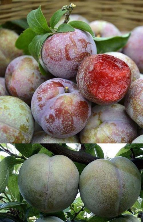 国内常见李子品种有哪些？-图1